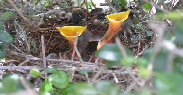 Birds1
