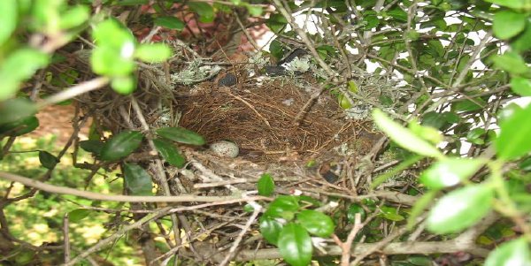 Birds2